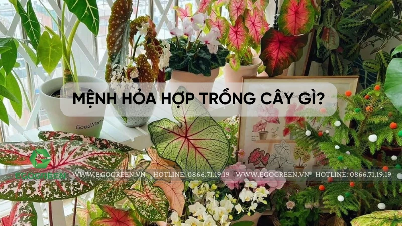 Mệnh Hỏa hợp trồng cây gì? Top 8 loại cây phong thủy mang lại may mắn và tài lộc